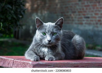 Russian Blue cat. Emerald eyes. Domestic pussycat lies in the sun