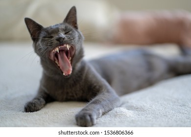 A Russian Blue Cat With Exceptionally Long Teeth Yawning. 