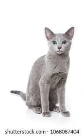 Russian Blue Cat With Green Eyes (isolated On White)