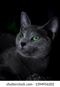 Russian Blue Cat With Green Eyes Sitting In The Dark