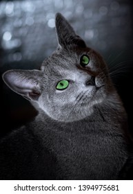 Russian Blue Cat With Green Eyes Sitting In The Dark