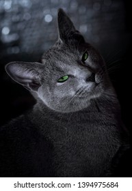 Russian Blue Cat With Green Eyes Sitting In The Dark