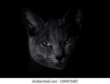 Russian Blue Cat With Green Eyes Sitting In The Dark