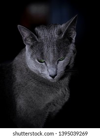 Russian Blue Cat With Green Eyes Sitting In The Dark