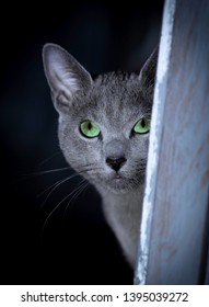 Russian Blue Cat With Green Eyes Sitting In The Dark