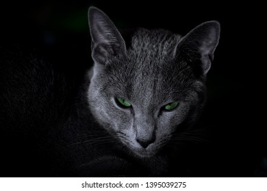 Russian Blue Cat With Green Eyes Sitting In The Dark