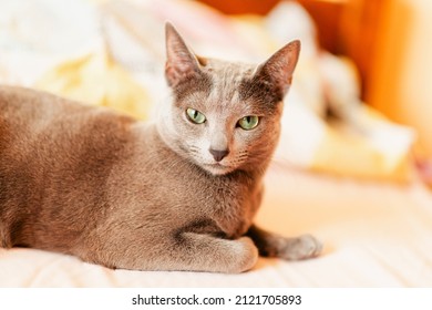 Russian Blue Cat Laying In Bed