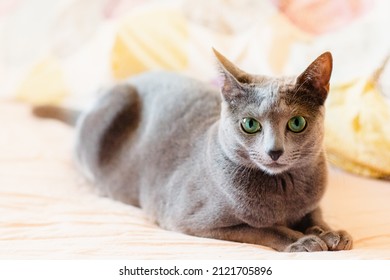 Russian Blue Cat Laying In Bed