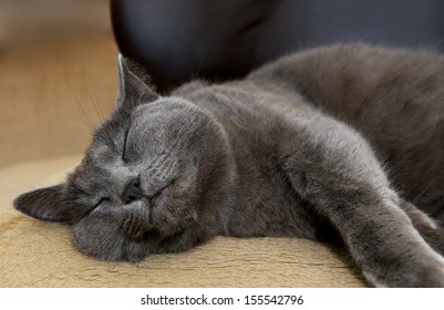 1,374 Russian blue cat sleeping Images, Stock Photos & Vectors ...