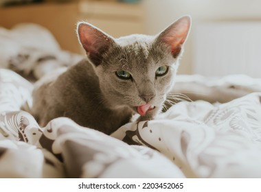 Russian Blue Cat Licking Fur Lying On Bed, Bright Colours