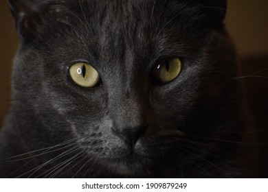 Russian Blue Cat Gorsel Stok Fotograf Ve Vektorleri Shutterstock