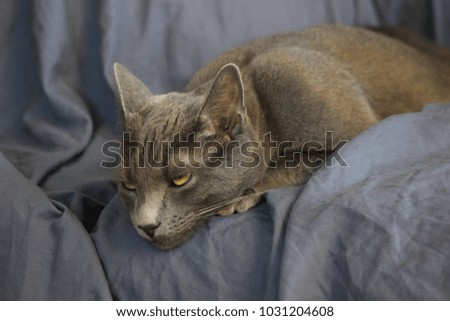 A Russian Blue cat looking miserable