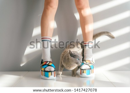 Russian blue cat lying between beautiful female legs in colorful fashionable high wedge leather sandals on white table. Asian anime style concept. Women wearing high sole summer stylish shoes.