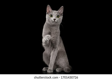 Russian Blue Cat On A Black Isolated Background