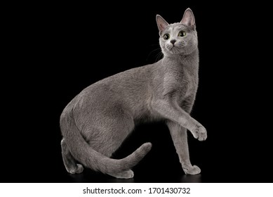 Russian Blue Cat On A Black Isolated Background