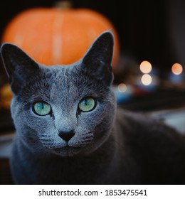 Russian Blue Cat On A Dark Background