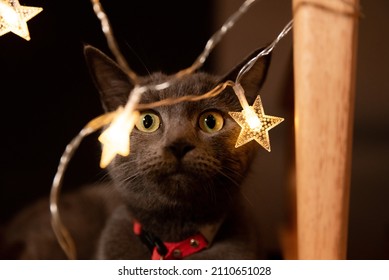 A Russian Blue Cat On A Dark Background With Star Lights