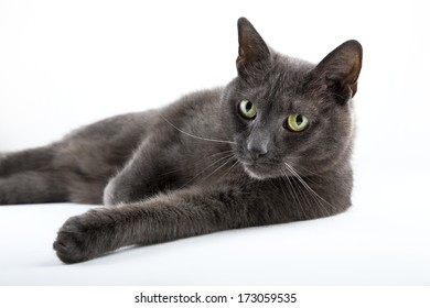 Russian Blue Cat On Isolated White Background