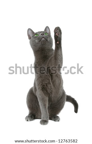 Similar – Image, Stock Photo cat wash Animal Pet Cat