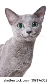 Russian Blue Cat Portrait (isolated On White)