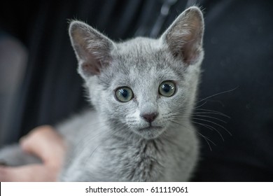 Russian Blue Kitten Images Stock Photos Vectors Shutterstock