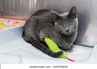 Russian Blue Cat, Receiving Blood Transfusion. Adult Cat With Bandaged Leg, At The Veterinary Hospital