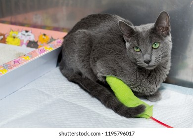 Russian Blue Cat, Receiving Blood Transfusion