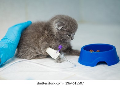 Russian Blue Cat, Receiving Blood Transfusion. Adult Cat With Bandaged Leg, At The Veterinary Hospital