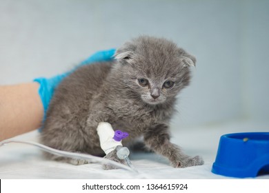 Russian Blue Cat, Receiving Blood Transfusion. Adult Cat With Bandaged Leg, At The Veterinary Hospital