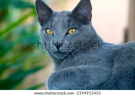 Russian Blue Cat sitting outside, headshot. 