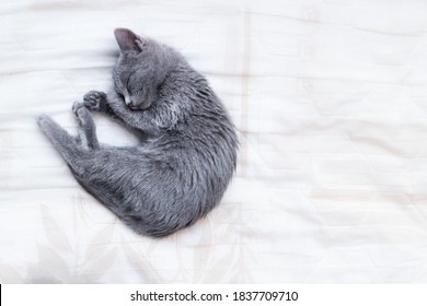 Russian Blue Cat Sleeping Curled Up