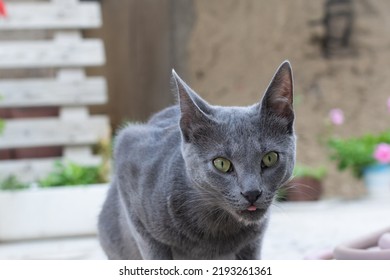 Russian Blue Cat With Its Tongue Sticking Out While Eating