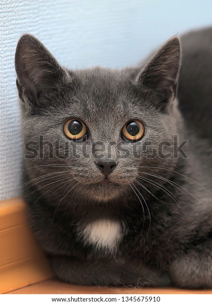 Russian Blue Cat White Spot On Stock Image Download Now