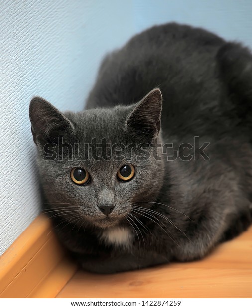 Russian Blue Cat White Spot On Stock Photo Edit Now 1422874259