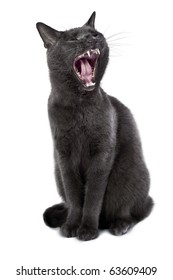 Russian Blue cat yawning