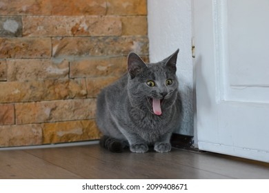 Russian blue cat yawning with the tongue sticking out