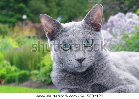 Russian blue cat.Beautiful Russian blue cat action outdoors  garden in