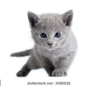 Sweet kitten cyrillic