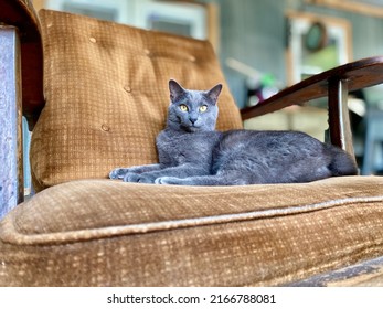 Russian Blue Manx Cat With No Tail Sitting In An Oversized Brown Chair