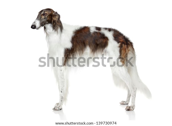 ロシアのボルゾイ犬 白い背景に側面図 の写真素材 今すぐ編集