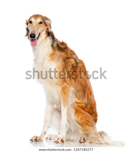 スタジオで白い背景にロシアのボルゾイ ロシアの猟犬のグレイハウンド犬 の写真素材 今すぐ編集