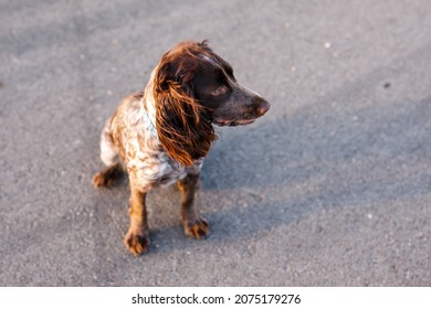 can dogs run on pavement