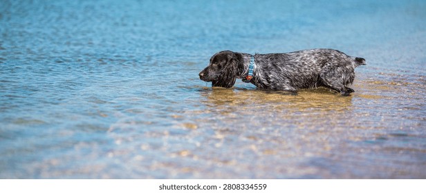 Russian cocker spaniel exploring clear shallow sea water near a sandy shore.
