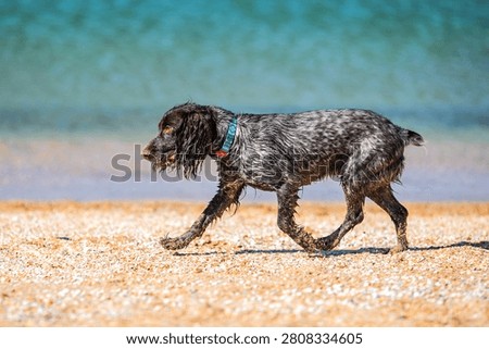 Russian cocker spaniel sniffing pebbles on a sunny beach beside the sea.