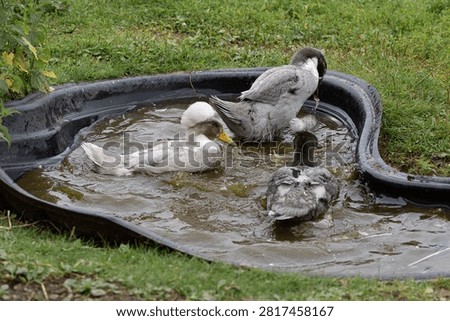 Russian crested ducks rest and wash themselves outside in summer. Crested ducks on a farm.