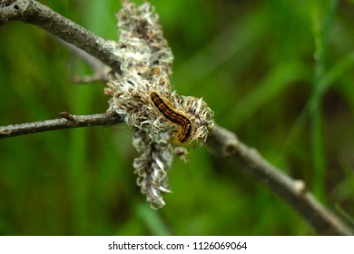 Russian forest and bug