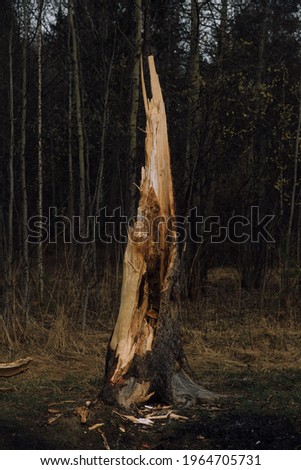 Russian forest. Dense landscape of tree trunks and branches. Color film and noisy photography of the arrival of spring in Russia