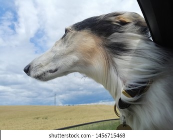 Russian Greyhound Dog In The Car