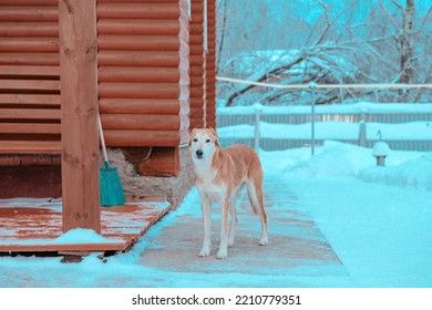 Russian Hound Hunting Dog Near A Village House In Winter