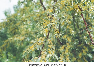 Russian Olive Narrow Flowers Blooming In Spring